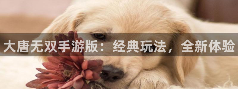 鼎点娱乐官方注册登录：大唐无双手游版：经典玩法，全新体验